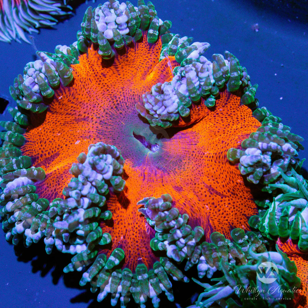 14D - Rock Flower Anemone - WYSIWYG