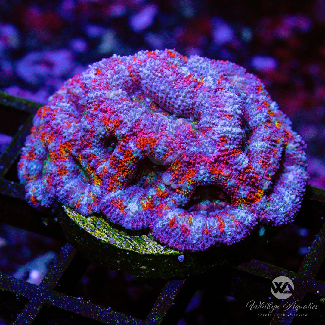 2A - Cotton Candy Acan - WYSIWYG
