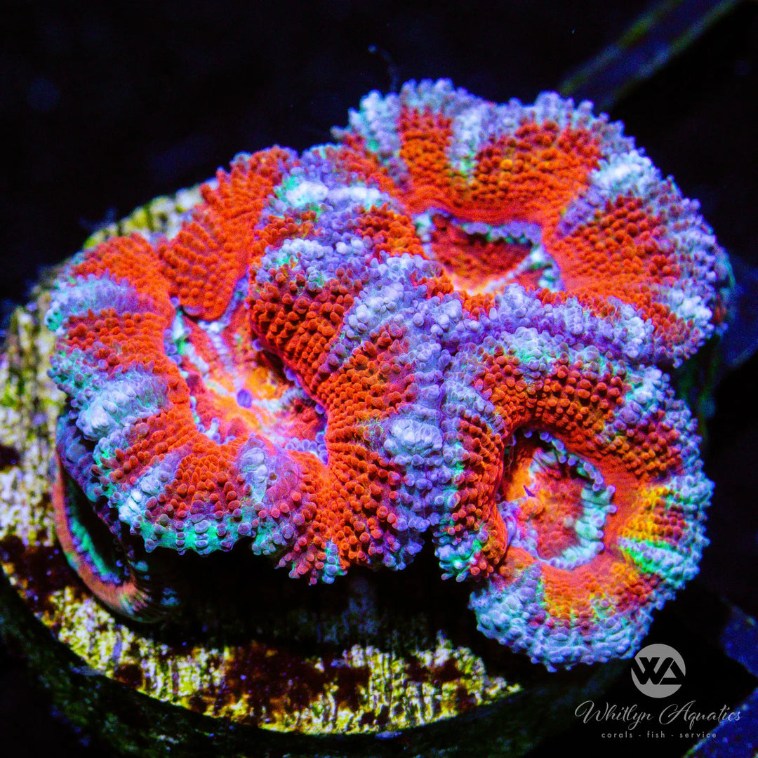 C04 - WA Frosted Acan - WYSIWYG