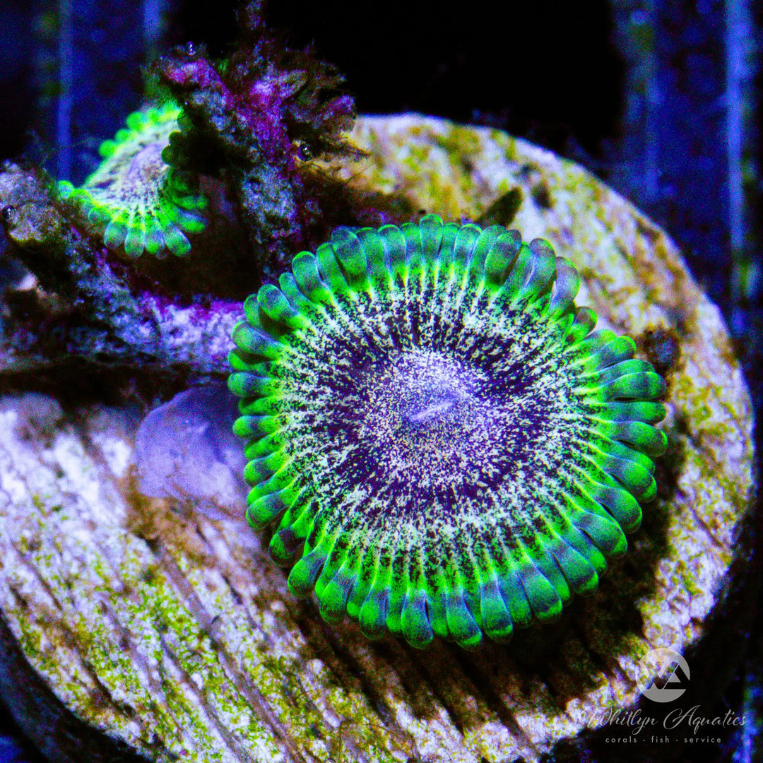 B03 - WA Static Shock Zoa - WYSIWYG