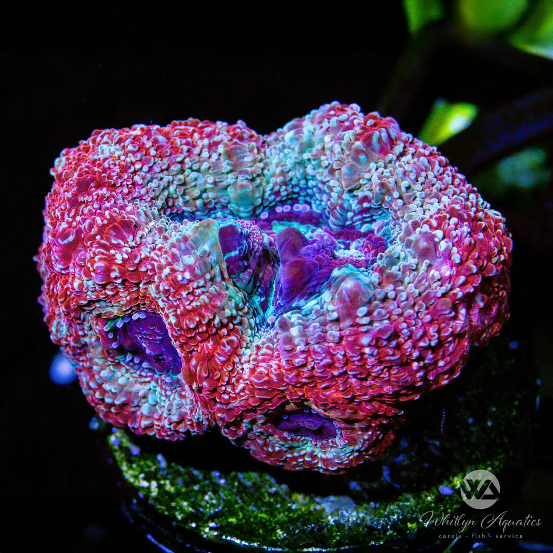 D02 - WA Galaxy Bower - WYSIWYG