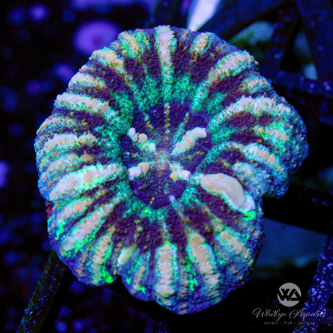 2B - WA Fireworks Button Scoly - WYSIWYG