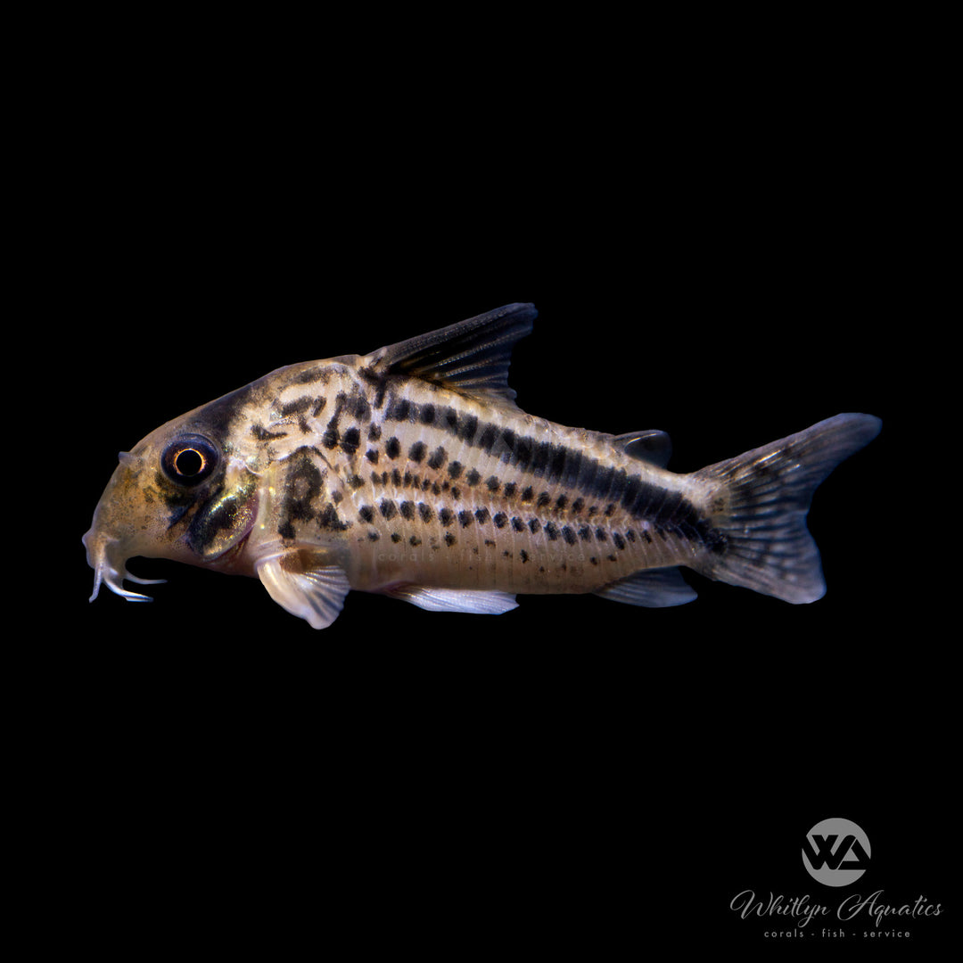 Corydora loxozonus