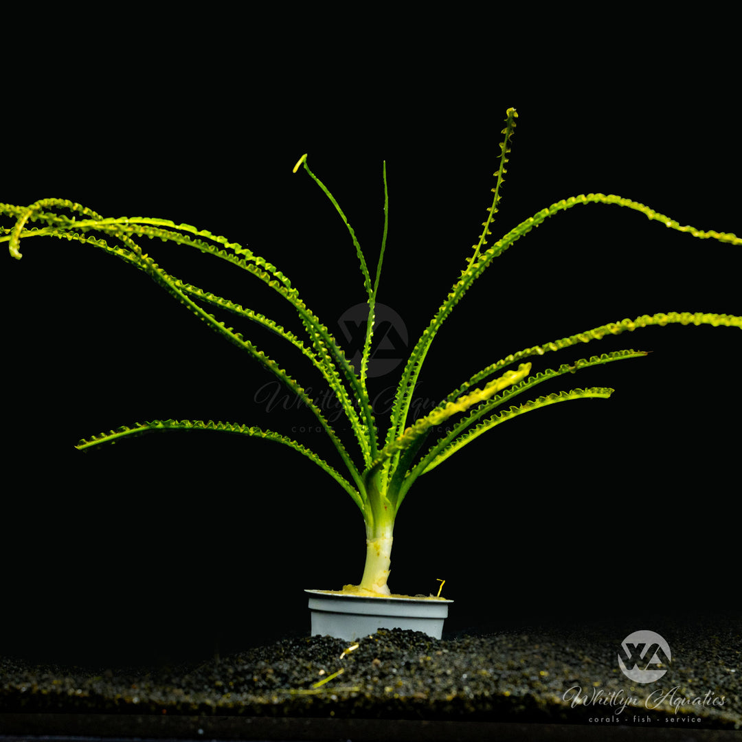 Crinum Calamistratum