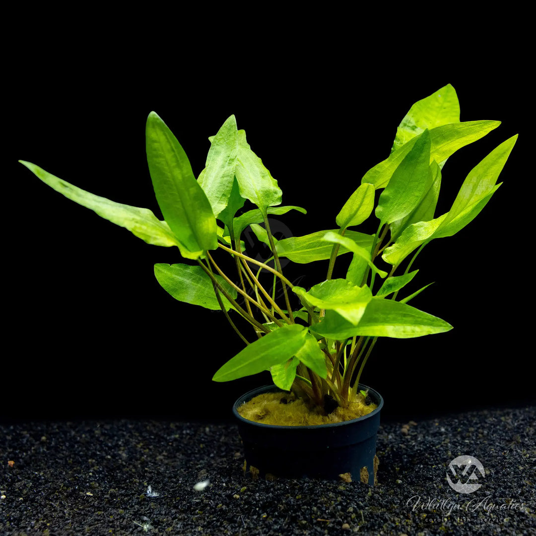 Cryptocoryne wendtii 'Green'