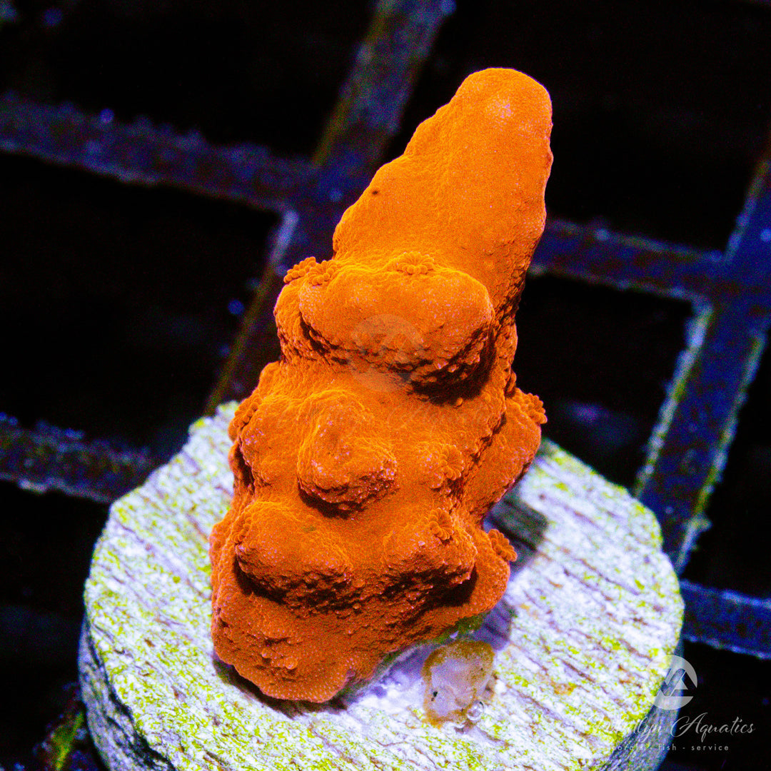 (D13) Montipora Setosa - WYSIWYG