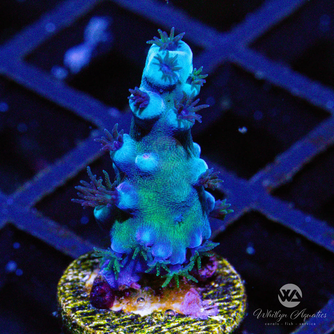 (D14) Oregon Tort Acro - WYSIWYG