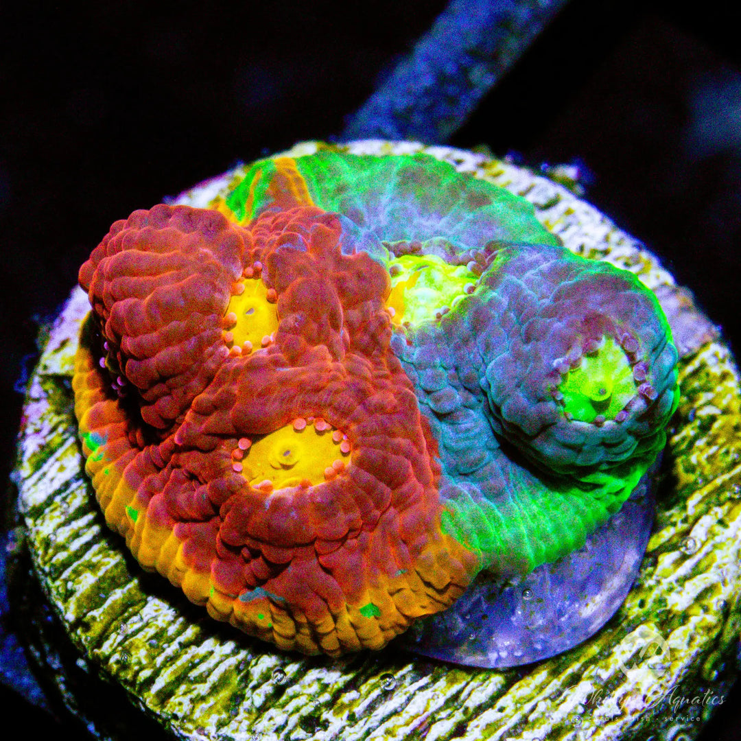 (D1) Jellybean Chalice - WYSIWYG