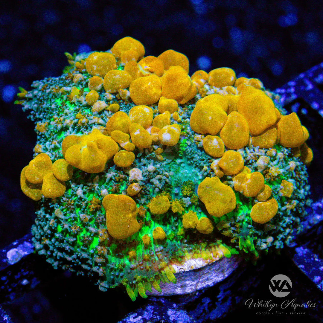 (D1) Sunkist Bounce Mushroom - WYSIWYG