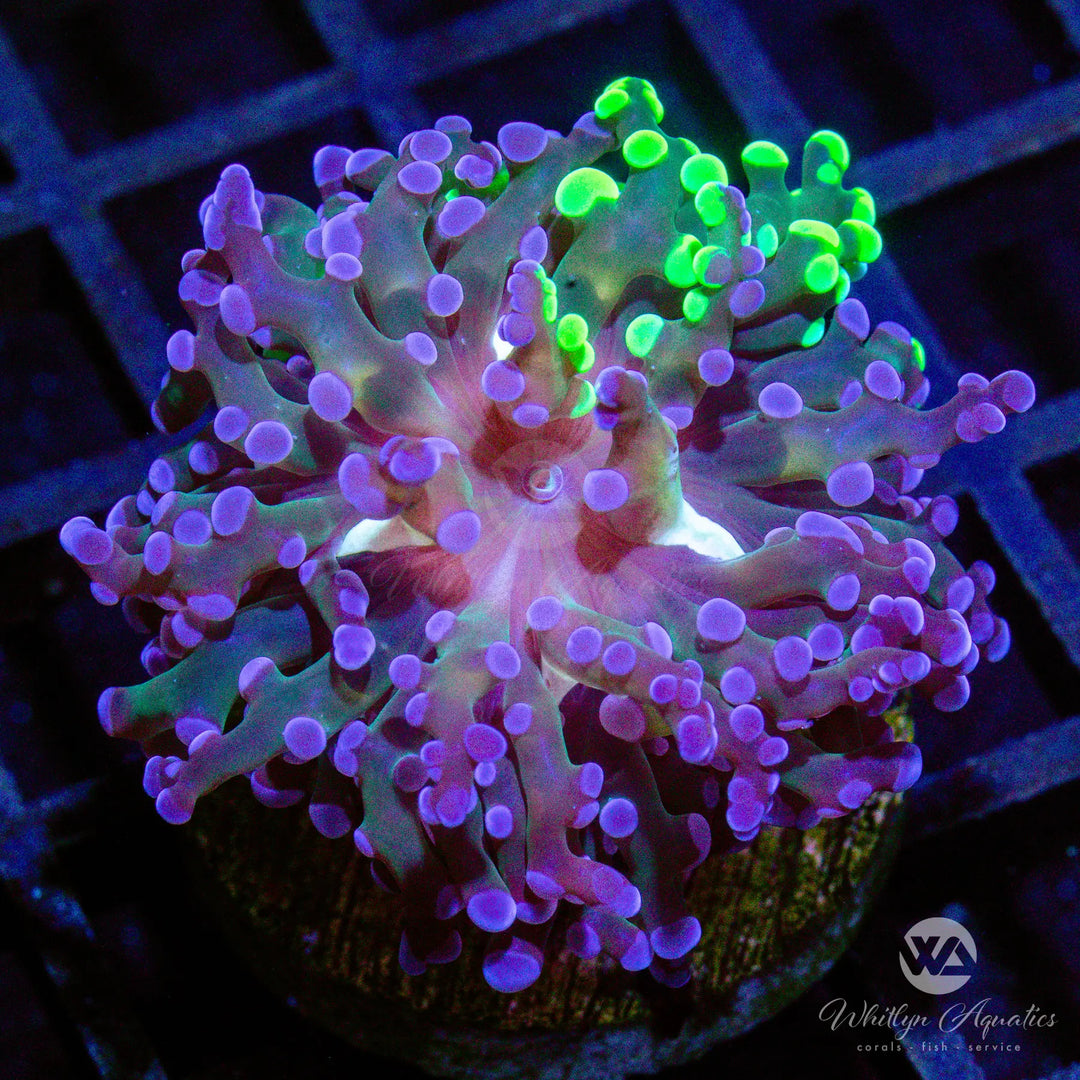 (D1) WA Twoface Splatter Hammer - WYSIWYG