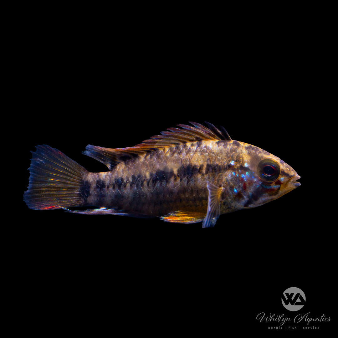 “D24” Apistogramma (rare)