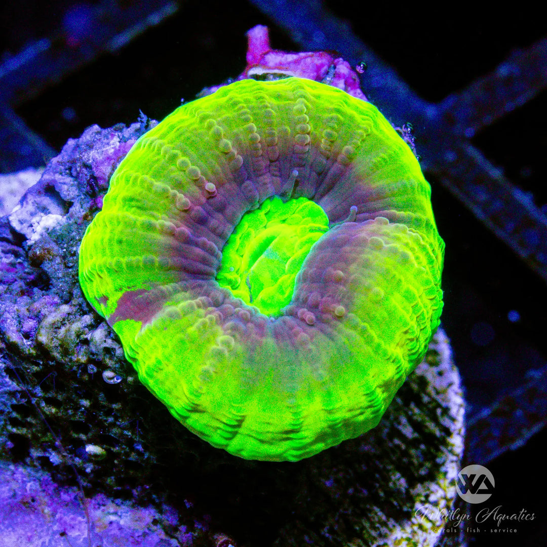 (D3) Dragon Soul Favia - WYSIWYG