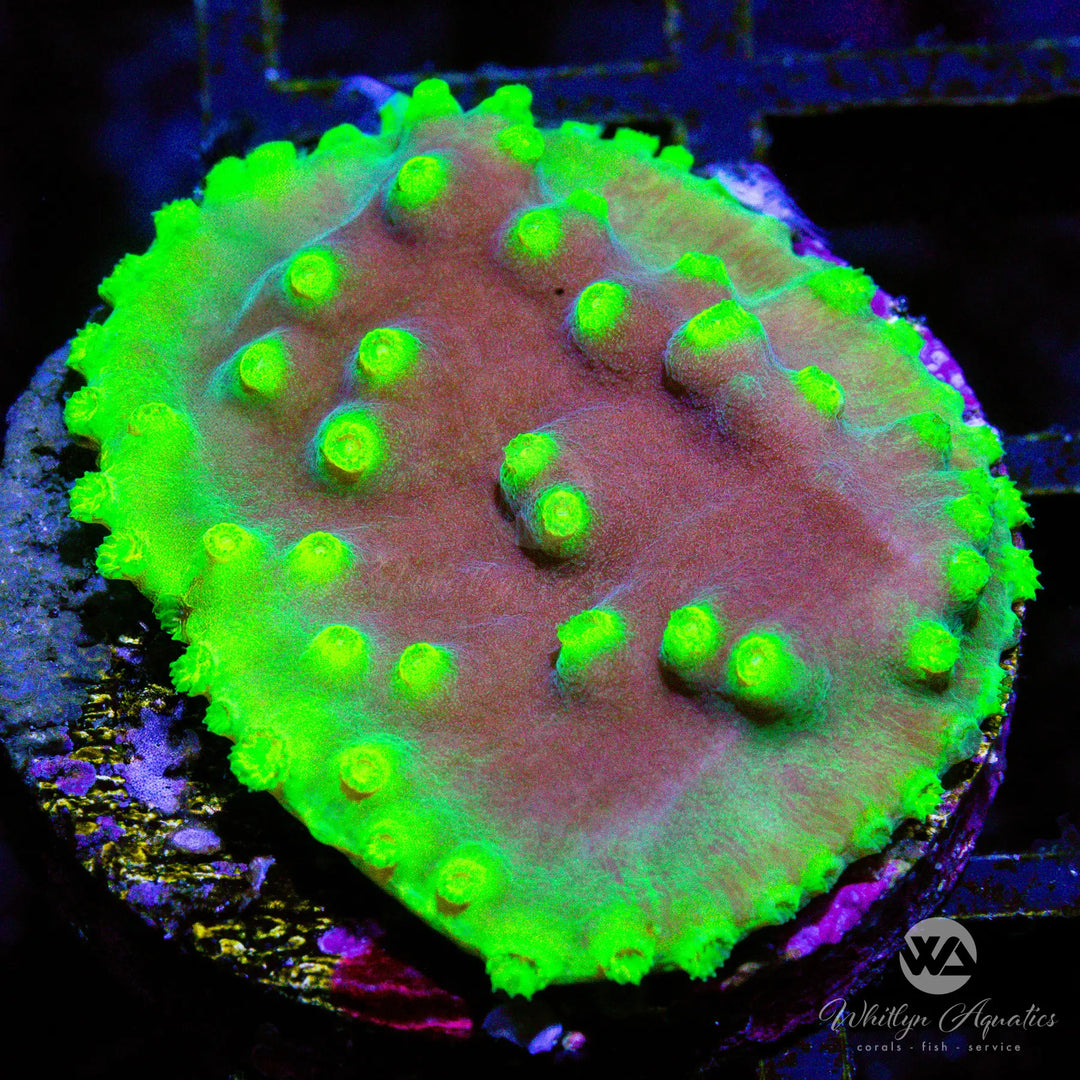 (D3) LA Lakers Scroll Coral - WYSIWYG