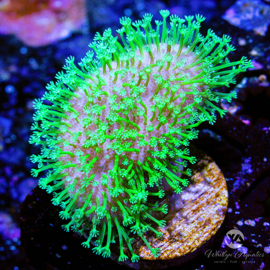 (D6) Neon Green Toadstool - WYSIWYG