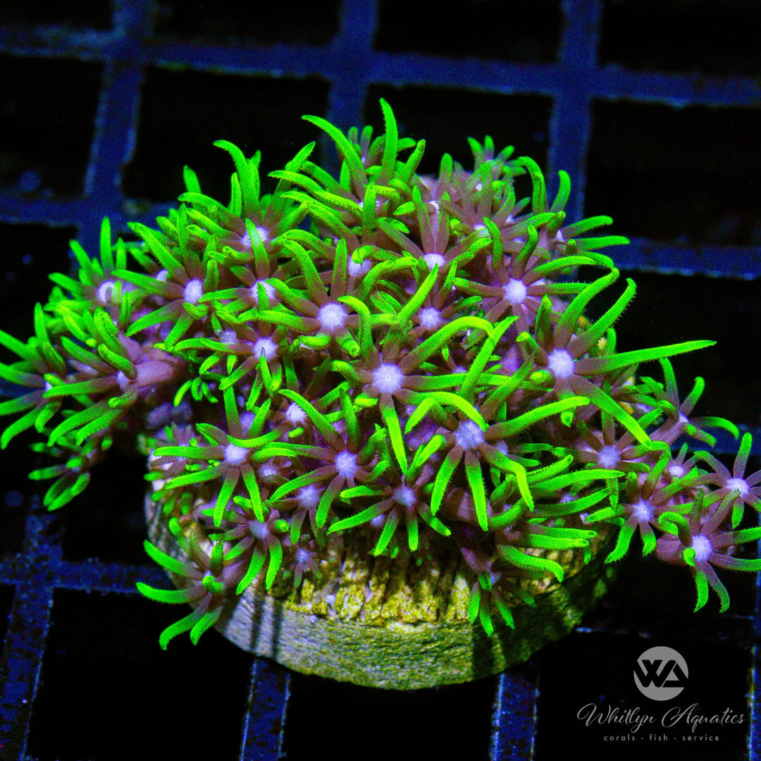 (D7) Green Star Polyps - WYSIWYG