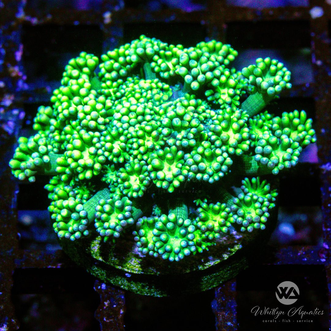 (D9) WA Green Lantern Goni - WYSIWYG