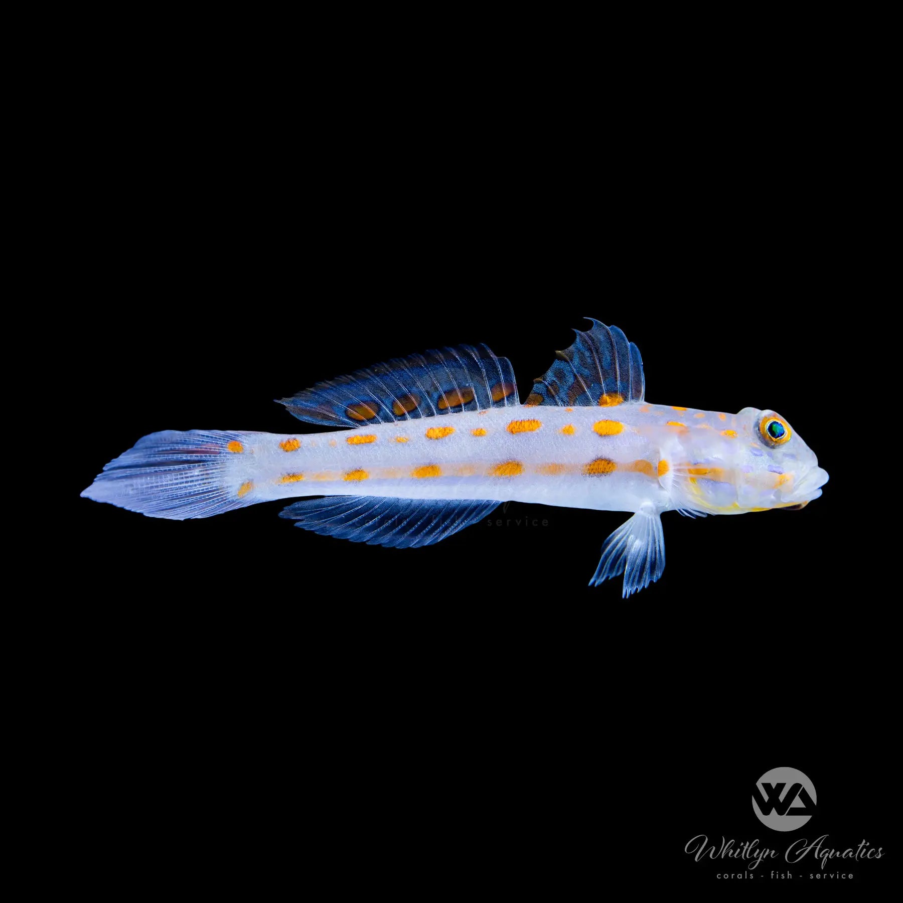 Diamond Goby