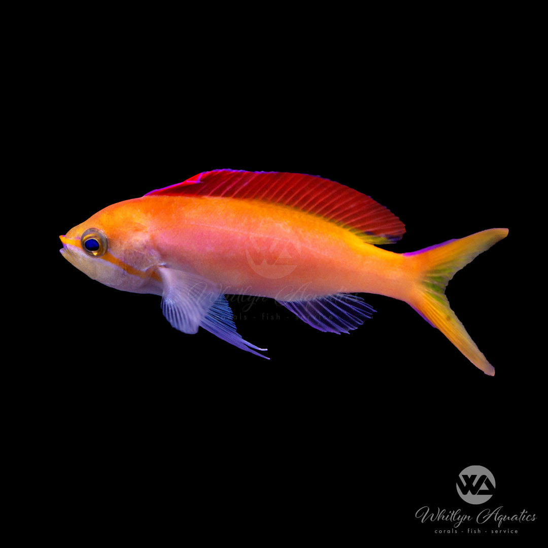 Dispar Anthias - Pseudanthias dispar