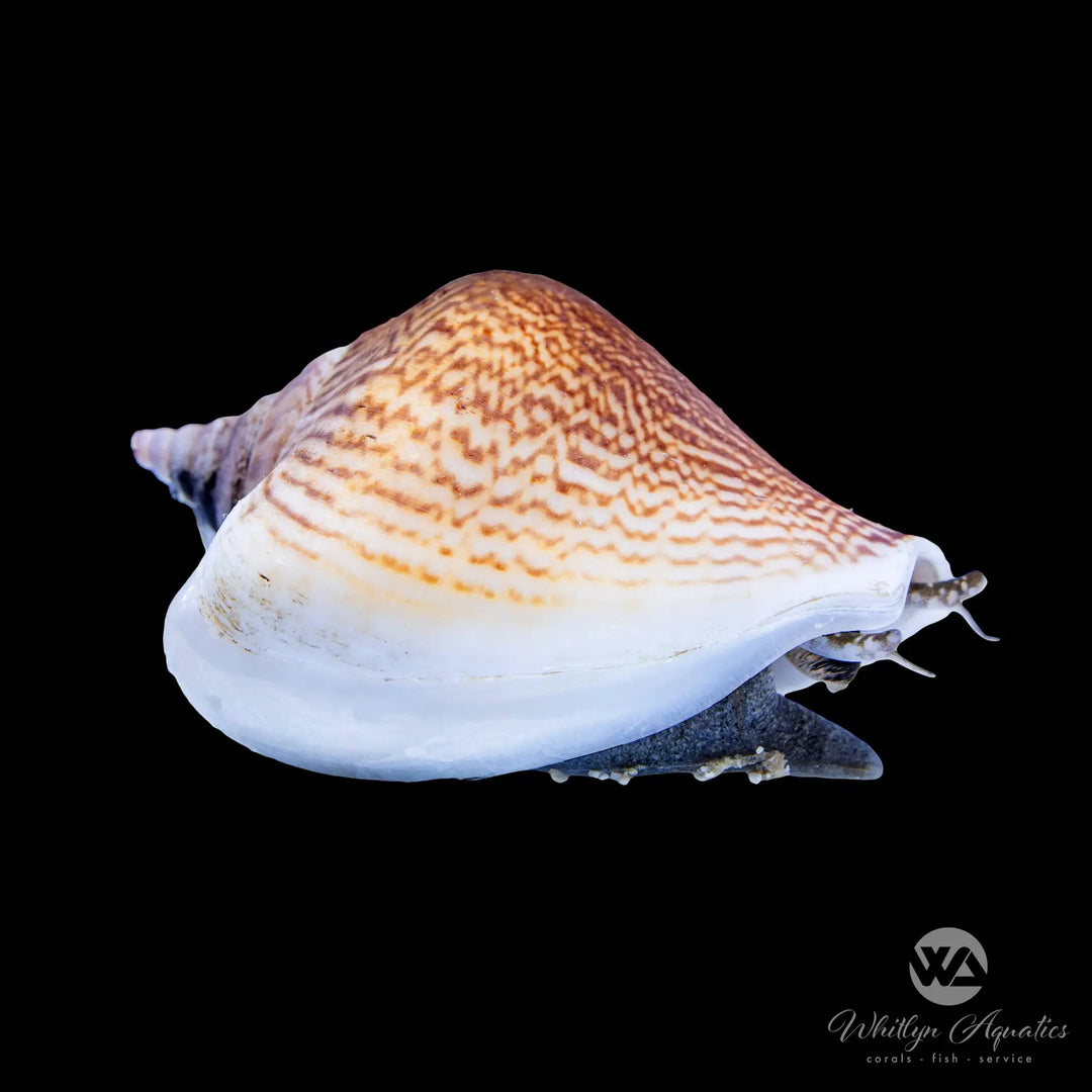 Dog Conch - Laevistrombus canarium