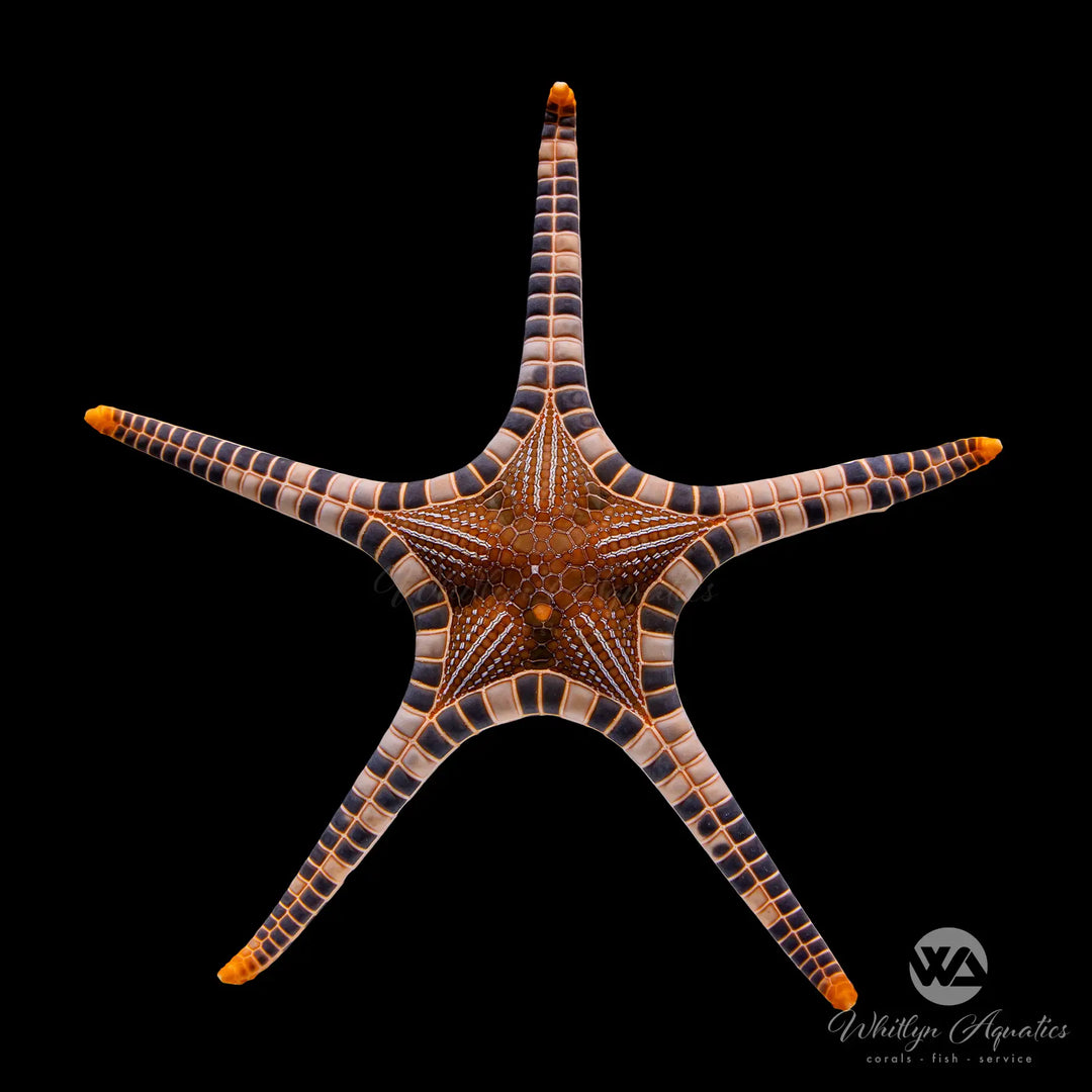 D20 - Double Sea Star - WYSIWYG