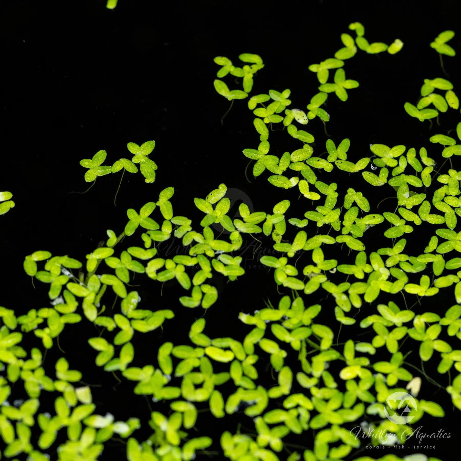 Duckweed (Lemna Minor) - Live Freshwater Aquatic Plant for Duckweed (Lemna Minor) - Live Freshwater Aquatic Plant for