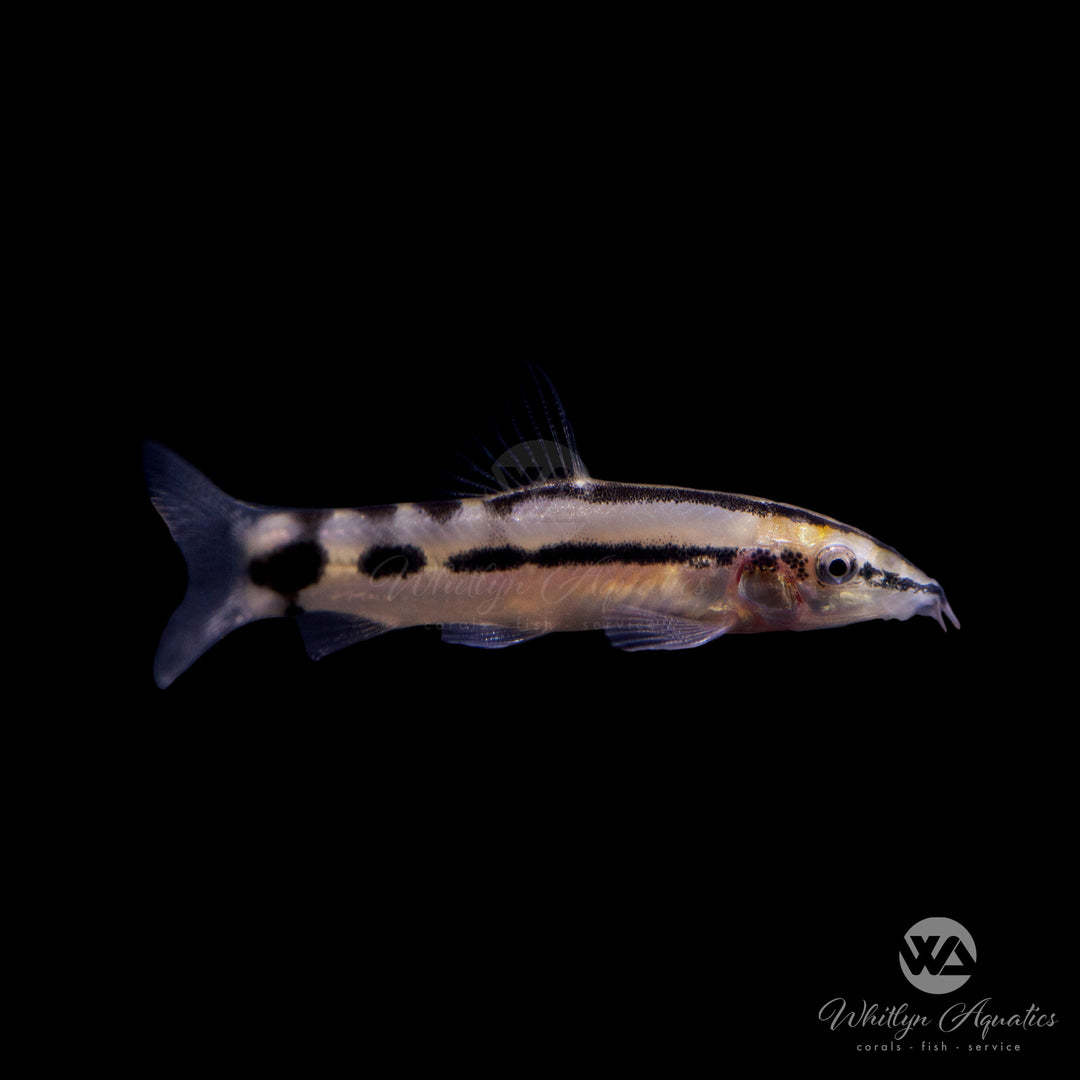 Dwarf Chain Loach - Ambastaia sidthimunki