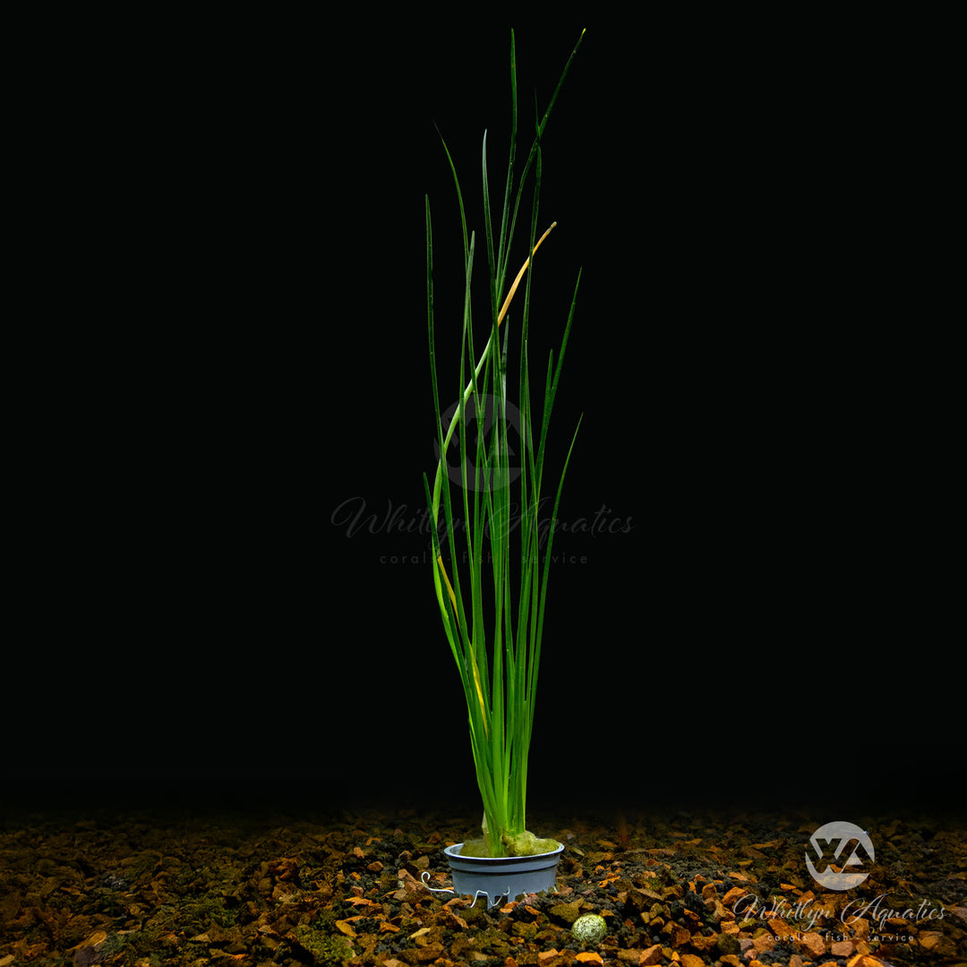 Zephyranthes candida (Dwarf Water Onion)