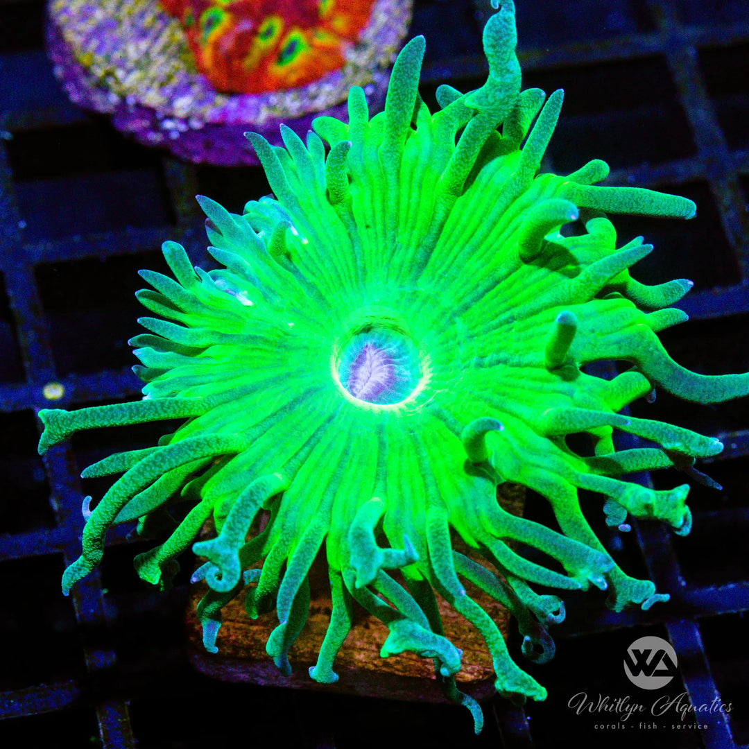 (E10) Duncan Coral - WYSIWYG