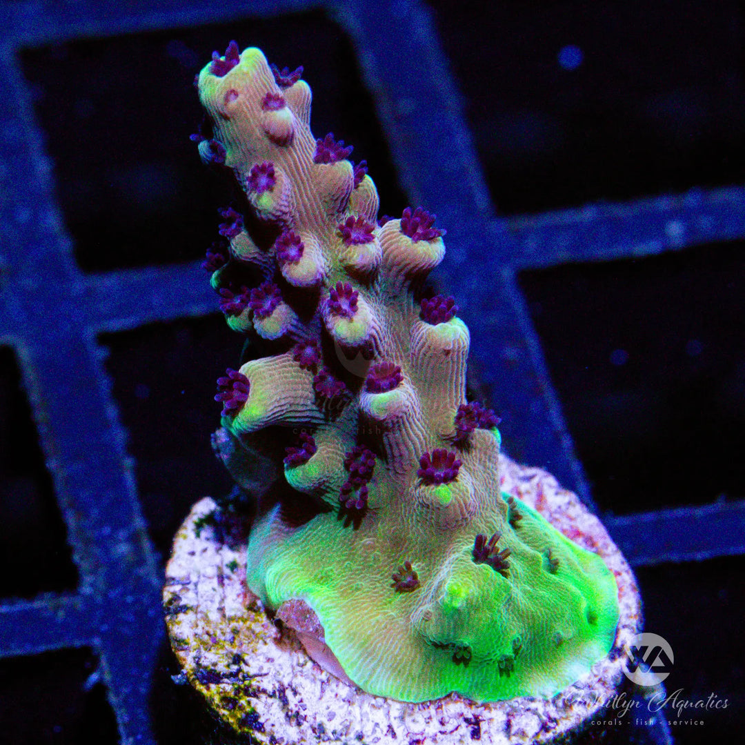 (E11) Pink Cadillac Acro - WYSIWYG