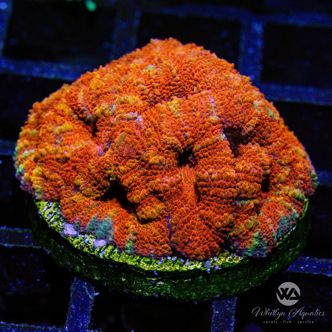(E13) WA Brickyard Acan - WYSIWYG