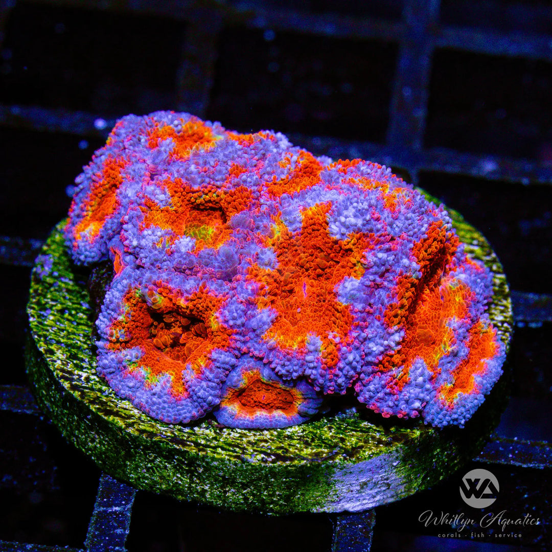 (E14) WA Mixed Berries Acan - WYSIWYG