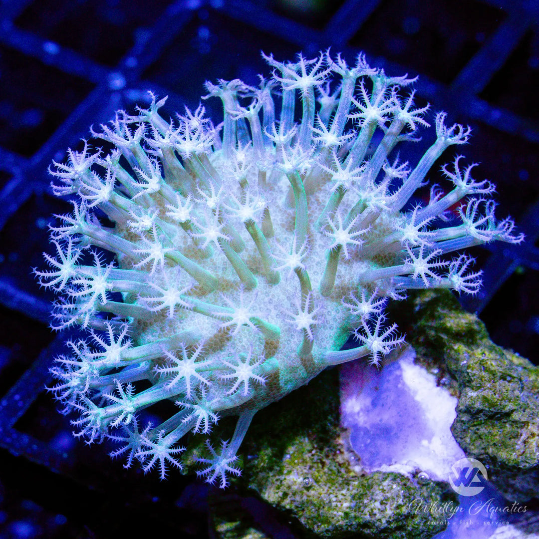 E2 - White Toadstool - WYSIWYG