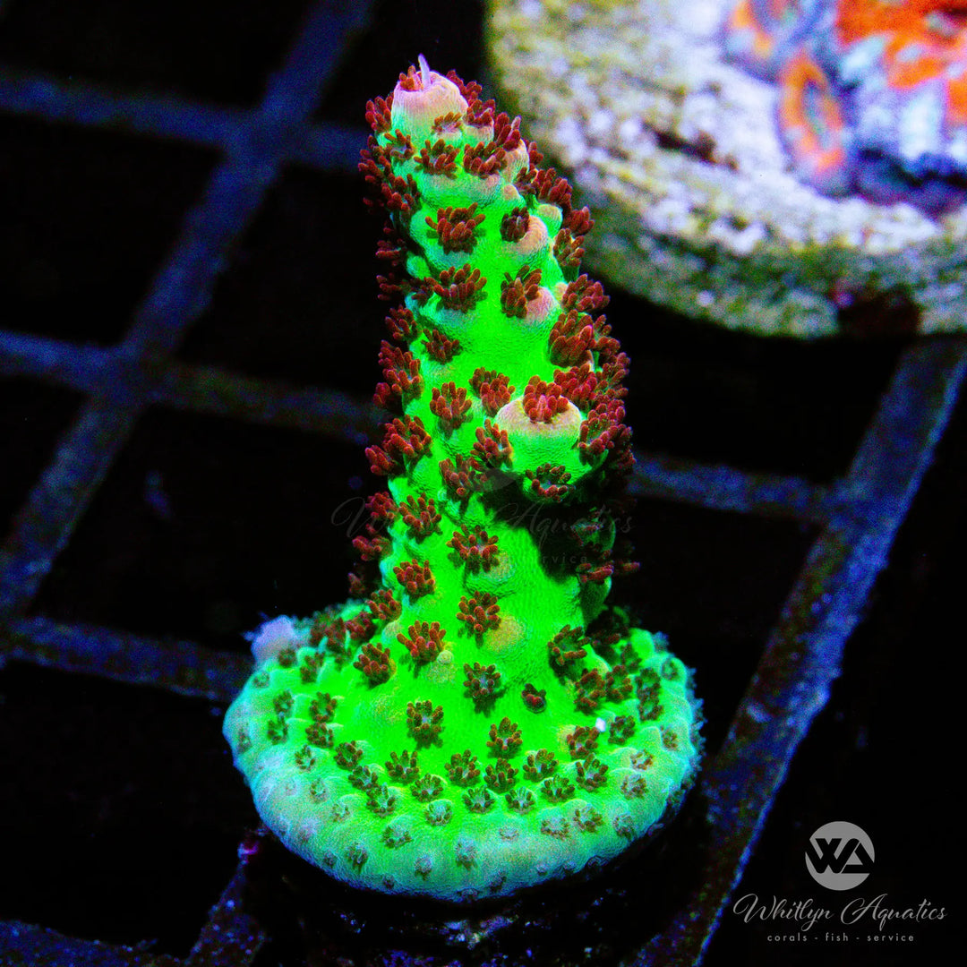 (AI3) WA Cherry Bomb Acro - WYSIWYG