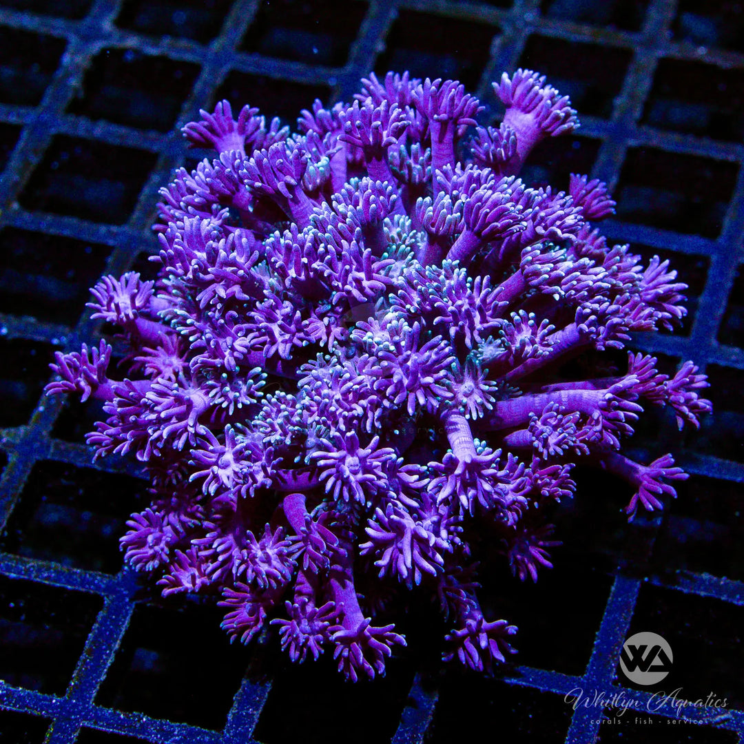 (E4) WA Smarties Goniopora - WYSIWYG