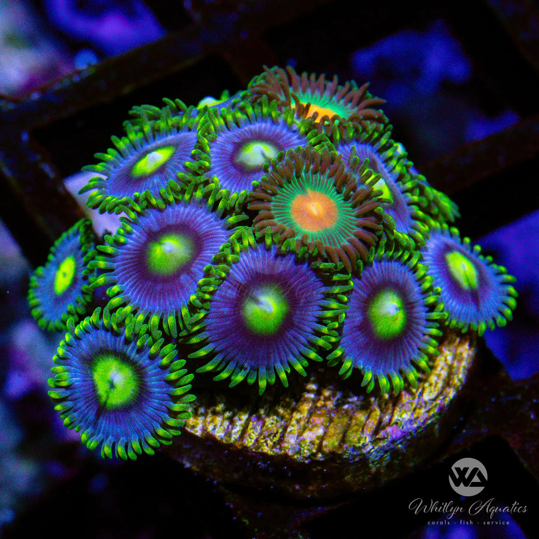(E5) Blueberry Fields- Gorilla Nipples Zoa Combo - WYSIWYG