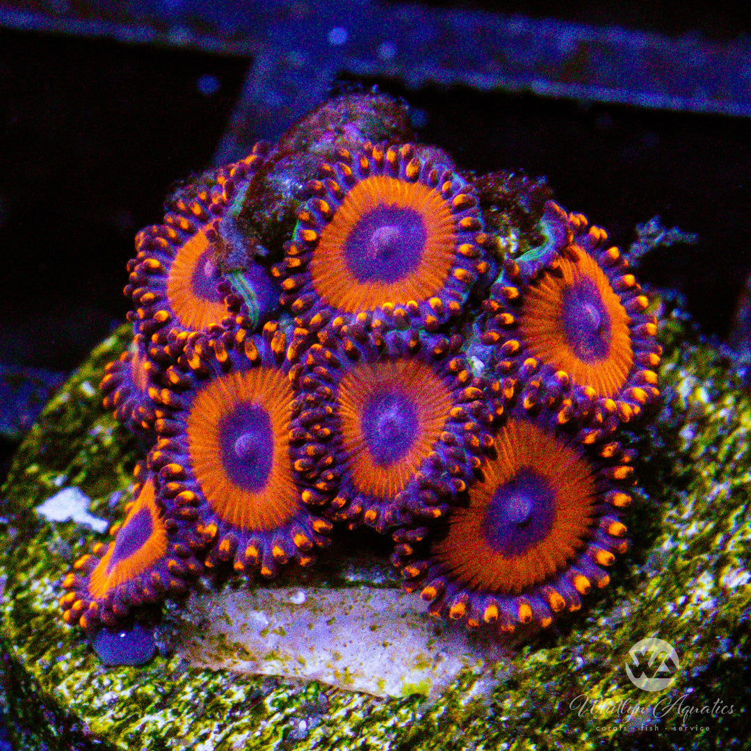 (E5) Kedd's Reds Zoa - WYSIWYG