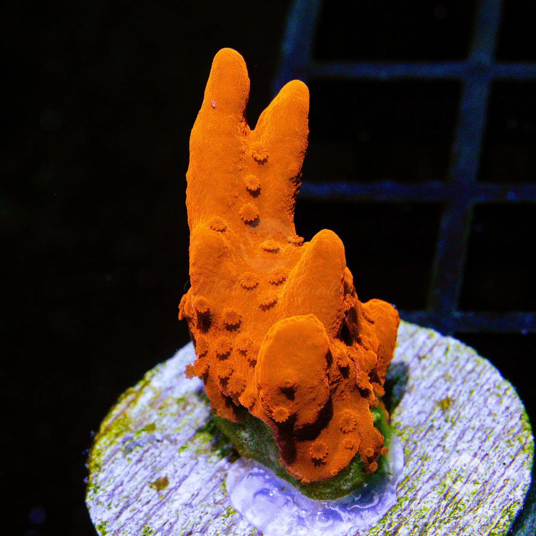 (AF5) Montipora Setosa - WYSIWYG