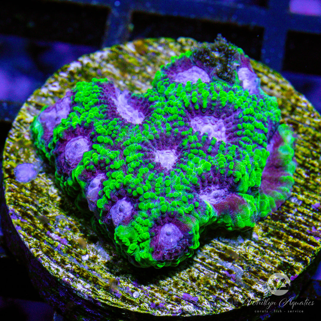 (E9) WA Grape Supreme Favia - WYSIWYG