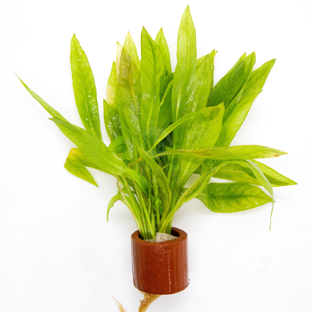 Madagascariensis Sword - Echinodorus madalengensis