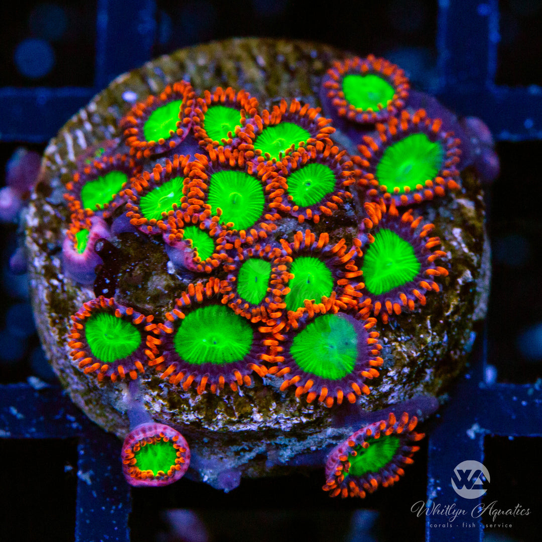 Electric Oompa Loompa Zoa