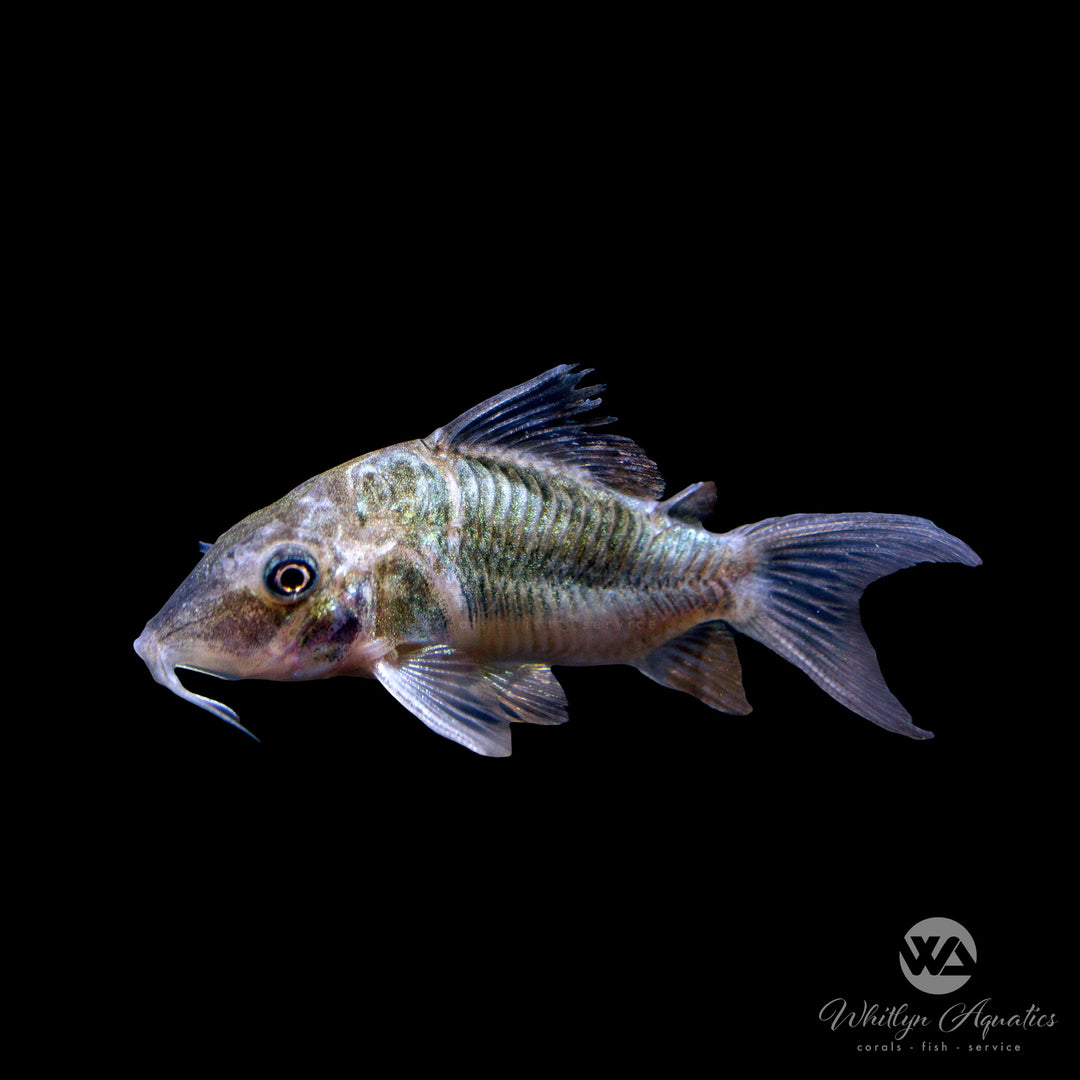 Emerald Green Brochis Cory - Corydoras splendens