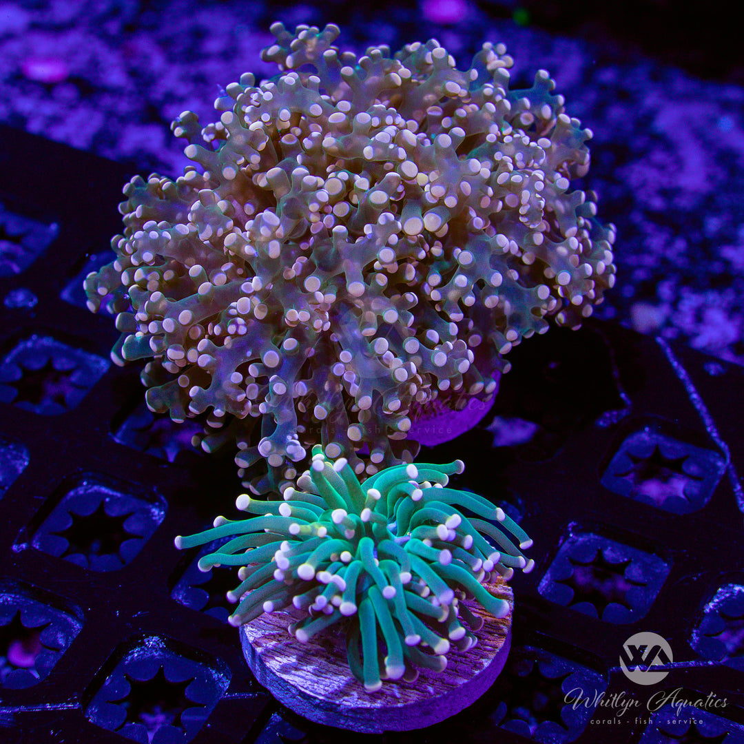 Cotton Candy Torch - Pink Octospawn BLOWOUT COMBO