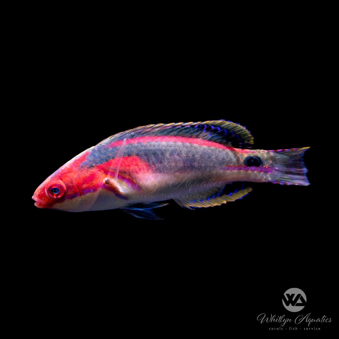 Exquisite Fairy Wrasse - Cirrhilabrus exquisitus