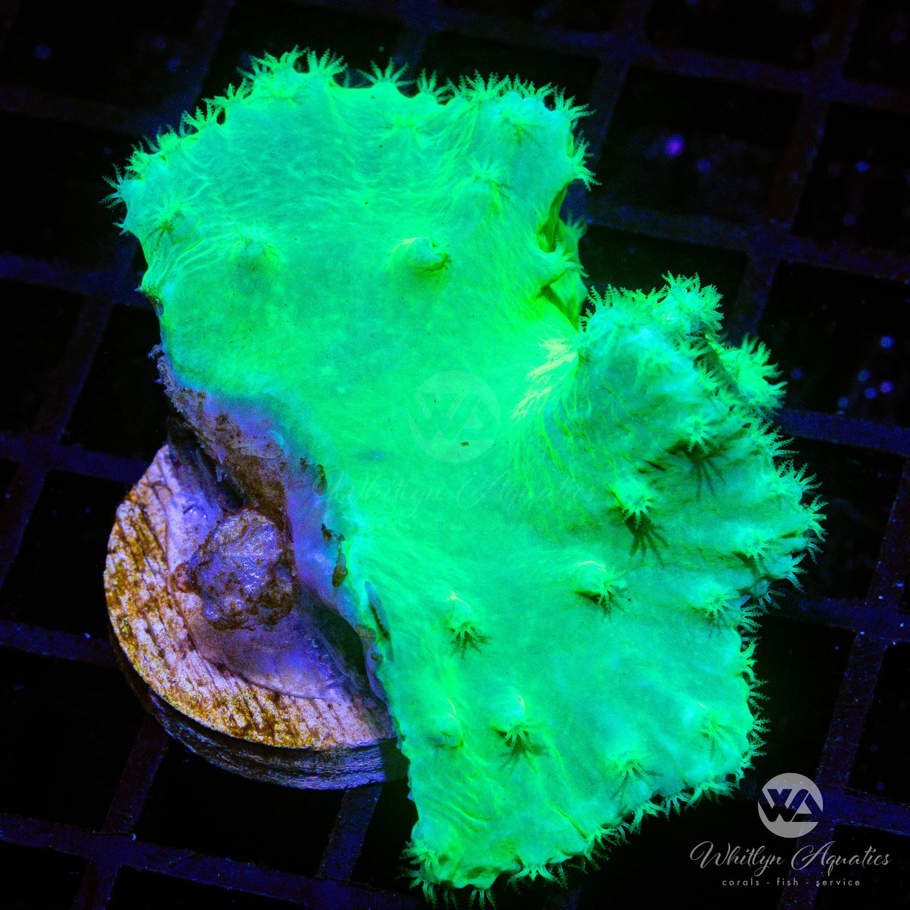Neon Green Cabbage Leather – Whitlyn Aquatics