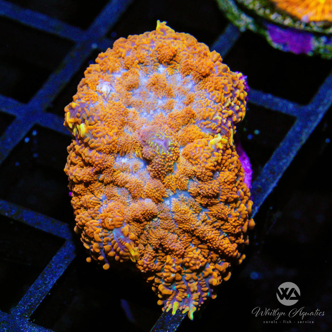 (F10) Superman Rhodactis Mushroom - WYSIWYG