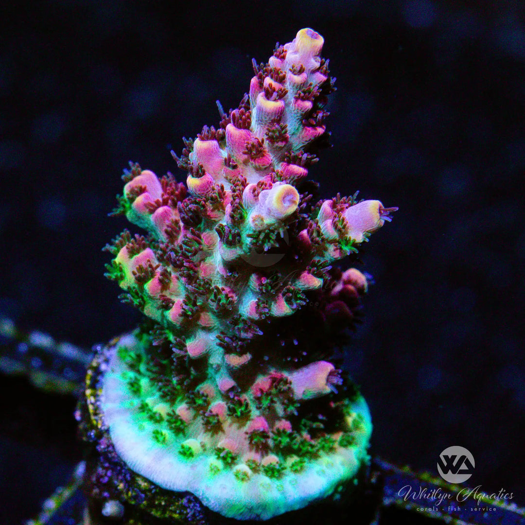 (F10) WA Fruity Pebbles Acro - WYSIWYG
