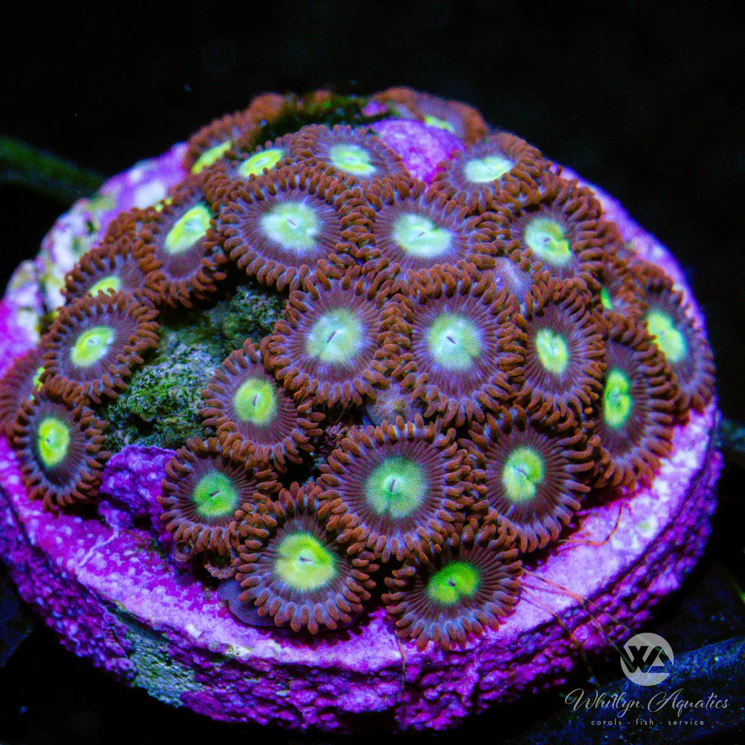 (F12) WA Pacman Zoa - WYSIWYG