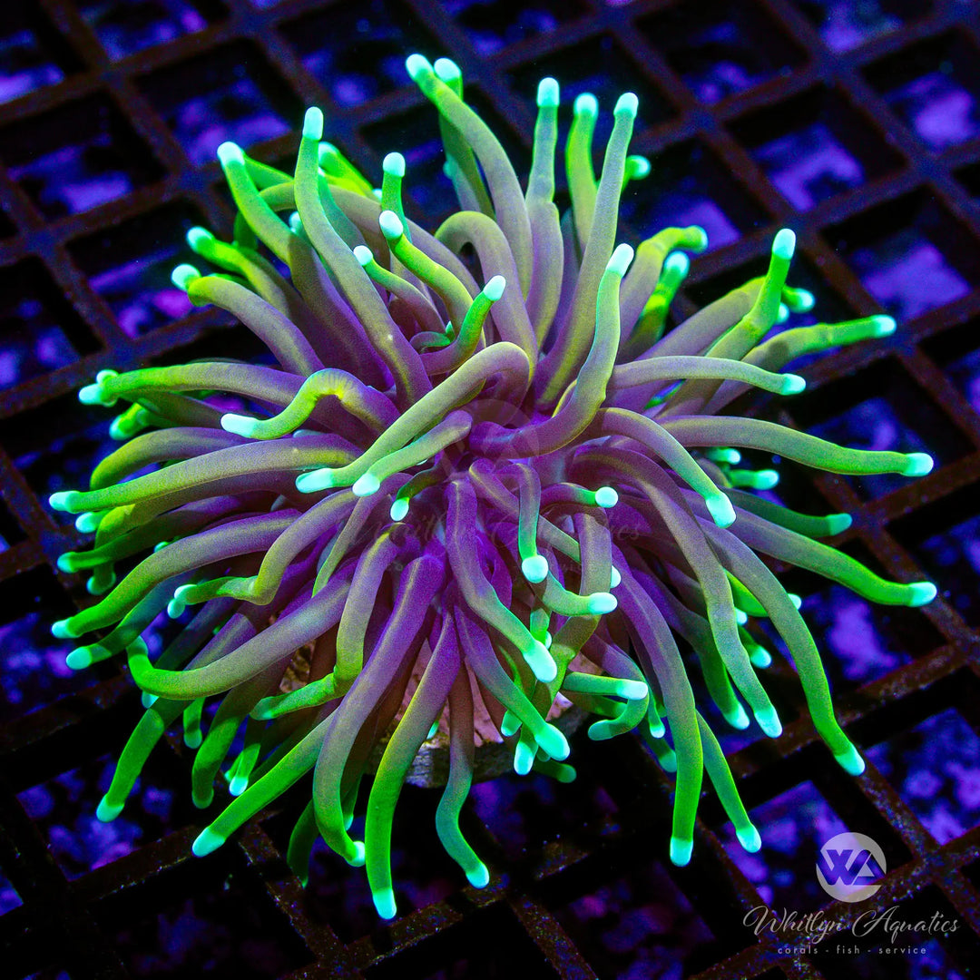 (F3) Dragon Soul Torch - WYSIWYG