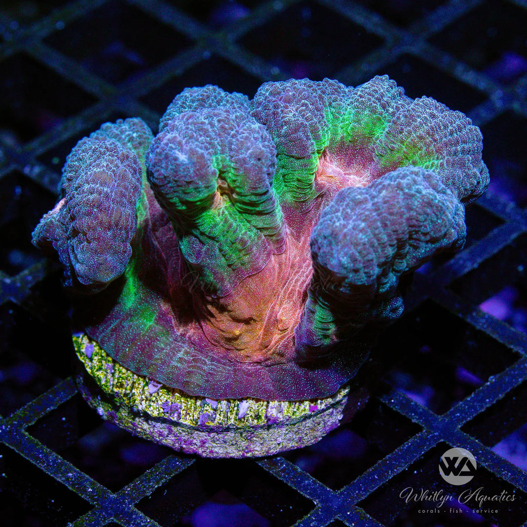 (F4) Rainbow Pectinia - WYSIWYG