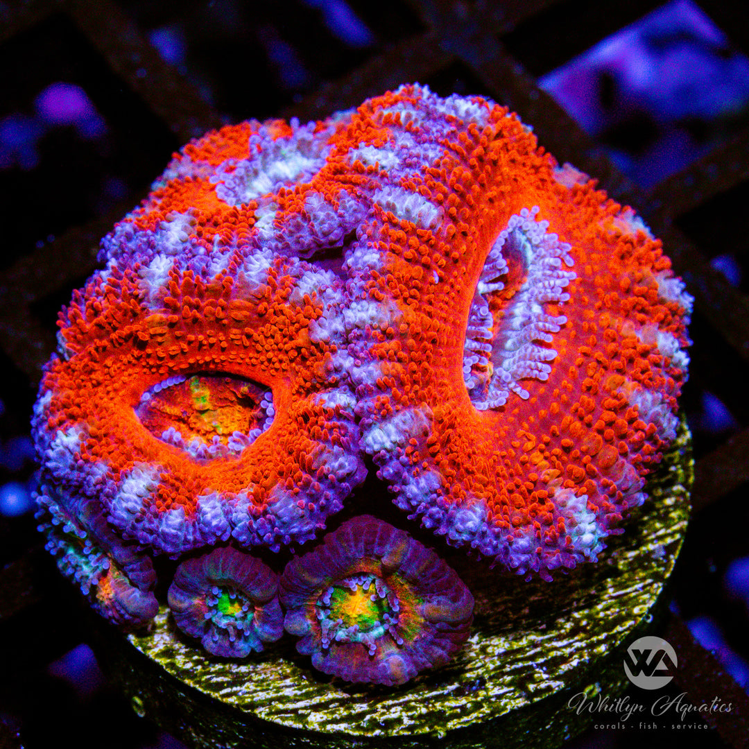(F5) WA Mixed Berries Acan - WYSIWYG